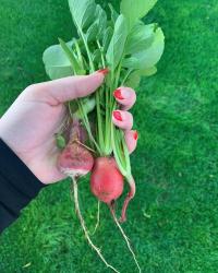 Courtesy photo of radishes from Plunkett's garden.