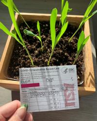 Courtesy photo of Plunkett's corn plant seedlings and a redacted image of her COVID-19 vaccination card.