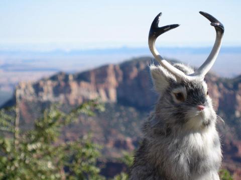 Image of Jackalope, Grand Canyon North Rim, Oct 07 by Mark Freeman on Flickr