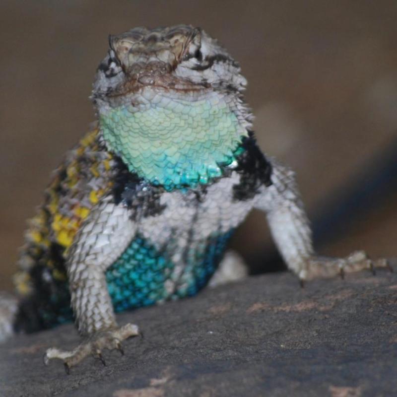  A male desert spiny lizard showing his dominance at the Desert Botanical Gardens.