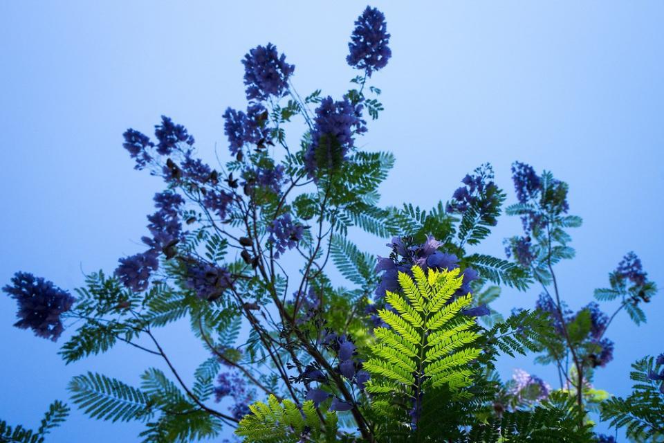Blossoms on a jacaranda tree, ASU Tempe campus. Photo by Charlie Leight/ASU.